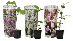 Plant in a Box - Mix van 3 Magnolia - Magnolia susan, soulangeana, stellata - Prachtig gevormde bloemen - Pot 9cm - Hoogte 25-40cm