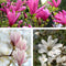 Plant in a Box - Mix van 3 Magnolia - Magnolia susan, soulangeana, stellata - Prachtig gevormde bloemen - Pot 9cm - Hoogte 25-40cm