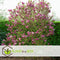 Plant in a Box - Mix van 3 Magnolia - Magnolia susan, soulangeana, stellata - Prachtig gevormde bloemen - Pot 9cm - Hoogte 25-40cm