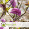 Plant in a Box - Mix van 3 Magnolia - Magnolia susan, soulangeana, stellata - Prachtig gevormde bloemen - Pot 9cm - Hoogte 25-40cm