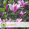 Plant in a Box - Mix van 3 Magnolia - Magnolia susan, soulangeana, stellata - Prachtig gevormde bloemen - Pot 9cm - Hoogte 25-40cm