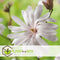 Plant in a Box - Mix van 3 Magnolia - Magnolia susan, soulangeana, stellata - Prachtig gevormde bloemen - Pot 9cm - Hoogte 25-40cm