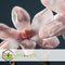 Plant in a Box - Mix van 3 Magnolia - Magnolia susan, soulangeana, stellata - Prachtig gevormde bloemen - Pot 9cm - Hoogte 25-40cm