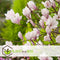 Plant in a Box - Mix van 3 Magnolia - Magnolia susan, soulangeana, stellata - Prachtig gevormde bloemen - Pot 9cm - Hoogte 25-40cm