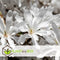 Plant in a Box - Mix van 3 Magnolia - Magnolia susan, soulangeana, stellata - Prachtig gevormde bloemen - Pot 9cm - Hoogte 25-40cm