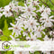Plant in a Box - Mix van 3 Magnolia - Magnolia susan, soulangeana, stellata - Prachtig gevormde bloemen - Pot 9cm - Hoogte 25-40cm