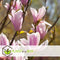 Plant in a Box - Mix van 3 Magnolia - Magnolia susan, soulangeana, stellata - Prachtig gevormde bloemen - Pot 9cm - Hoogte 25-40cm