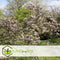 Plant in a Box - Mix van 3 Magnolia - Magnolia susan, soulangeana, stellata - Prachtig gevormde bloemen - Pot 9cm - Hoogte 25-40cm