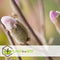 Plant in a Box - Mix van 3 Magnolia - Magnolia susan, soulangeana, stellata - Prachtig gevormde bloemen - Pot 9cm - Hoogte 25-40cm