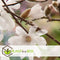 Plant in a Box - Mix van 3 Magnolia - Magnolia susan, soulangeana, stellata - Prachtig gevormde bloemen - Pot 9cm - Hoogte 25-40cm