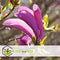 Plant in a Box - Mix van 3 Magnolia - Magnolia susan, soulangeana, stellata - Prachtig gevormde bloemen - Pot 9cm - Hoogte 25-40cm