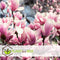 Plant in a Box - Mix van 3 Magnolia - Magnolia susan, soulangeana, stellata - Prachtig gevormde bloemen - Pot 9cm - Hoogte 25-40cm