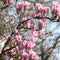 Plant in a Box - Mix van 3 Magnolia - Magnolia susan, soulangeana, stellata - Prachtig gevormde bloemen - Pot 9cm - Hoogte 25-40cm