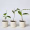 Plant in a Box - Mix van 3 Magnolia - Magnolia susan, soulangeana, stellata - Prachtig gevormde bloemen - Pot 9cm - Hoogte 25-40cm