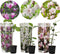 Plant in a Box - Mix van 3 Magnolia - Magnolia susan, soulangeana, stellata - Prachtig gevormde bloemen - Pot 9cm - Hoogte 25-40cm
