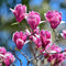 Plant in a Box - Mix van 3 Magnolia - Magnolia susan, soulangeana, stellata - Prachtig gevormde bloemen - Pot 9cm - Hoogte 25-40cm