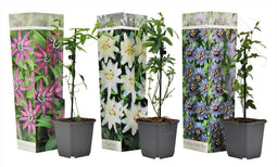 Plant in a Box - Mix van 3 Passiflora Edulis - Passievrucht - Klimplant - Pot 9cm - Hoogte 25-40cm