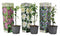 Plant in a Box - Mix van 3 Passiflora Edulis - Passievrucht - Klimplant - Pot 9cm - Hoogte 25-40cm