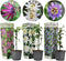 Plant in a Box - Mix van 3 Passiflora Edulis - Passievrucht - Klimplant - Pot 9cm - Hoogte 25-40cm