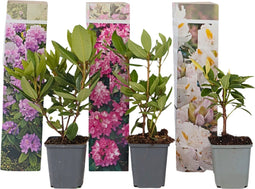 Plant in a Box - Mix van 3 Rhododendron - Winterharde betrouwbare planten - Paars,wit,roze - Pot 9cm - Hoogte 25-40cm