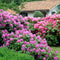 Plant in a Box - Mix van 3 Rhododendron - Winterharde betrouwbare planten - Paars,wit,roze - Pot 9cm - Hoogte 25-40cm