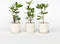 Plant in a Box - Mix van 3 Rhododendron - Winterharde betrouwbare planten - Paars,wit,roze - Pot 9cm - Hoogte 25-40cm