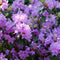 Plant in a Box - Mix van 3 Rhododendron - Winterharde betrouwbare planten - Paars,wit,roze - Pot 9cm - Hoogte 25-40cm