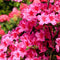 Plant in a Box - Mix van 3 Rhododendron - Winterharde betrouwbare planten - Paars,wit,roze - Pot 9cm - Hoogte 25-40cm