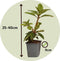 Plant in a Box - Mix van 3 Rhododendron - Winterharde betrouwbare planten - Paars,wit,roze - Pot 9cm - Hoogte 25-40cm