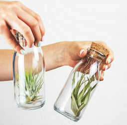 Plant in a Box - Mix van 3 Tillandsia - Luchtplantjes in glazen deco flesje