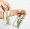 Plant in a Box - Mix van 3 Tillandsia - Luchtplantjes in glazen deco flesje