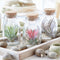 Plant in a Box - Mix van 3 Tillandsia - Luchtplantjes in glazen deco flesje
