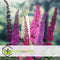 Plant in a Box - Mix van 3 Vlinderstruiken - Buddleja davidii 'Nanho Blue', 'Pink delight', 'White profusion' - Pot 9cm - Hoogte 25-40cm