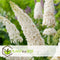 Plant in a Box - Mix van 3 Vlinderstruiken - Buddleja davidii 'Nanho Blue', 'Pink delight', 'White profusion' - Pot 9cm - Hoogte 25-40cm