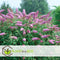 Plant in a Box - Mix van 3 Vlinderstruiken - Buddleja davidii 'Nanho Blue', 'Pink delight', 'White profusion' - Pot 9cm - Hoogte 25-40cm