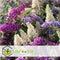 Plant in a Box - Mix van 3 Vlinderstruiken - Buddleja davidii 'Nanho Blue', 'Pink delight', 'White profusion' - Pot 9cm - Hoogte 25-40cm