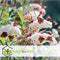 Plant in a Box - Mix van 3 Vlinderstruiken - Buddleja davidii 'Nanho Blue', 'Pink delight', 'White profusion' - Pot 9cm - Hoogte 25-40cm