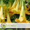 Plant in a Box - Mix van 6 Brugmansia - Trompetvormige bloemen - Verschillende kleuren - Pot 9cm - Hoogte 25-40cm