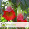 Plant in a Box - Mix van 6 Brugmansia - Trompetvormige bloemen - Verschillende kleuren - Pot 9cm - Hoogte 25-40cm