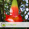 Plant in a Box - Mix van 6 Brugmansia - Trompetvormige bloemen - Verschillende kleuren - Pot 9cm - Hoogte 25-40cm