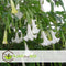 Plant in a Box - Mix van 6 Brugmansia - Trompetvormige bloemen - Verschillende kleuren - Pot 9cm - Hoogte 25-40cm