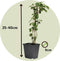 Plant in a Box - Mix van 6 Brugmansia - Trompetvormige bloemen - Verschillende kleuren - Pot 9cm - Hoogte 25-40cm