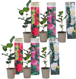 Plant in a Box - Mix van 6 Camellia Japonica - Winterharde Japanse Rozen - Rood,wit,roze - Pot 9cm - Hoogte 25-40cm
