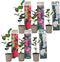 Plant in a Box - Mix van 6 Camellia Japonica - Winterharde Japanse Rozen - Rood,wit,roze - Pot 9cm - Hoogte 25-40cm