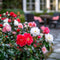 Plant in a Box - Mix van 6 Camellia Japonica - Winterharde Japanse Rozen - Rood,wit,roze - Pot 9cm - Hoogte 25-40cm