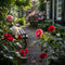 Plant in a Box - Mix van 6 Camellia Japonica - Winterharde Japanse Rozen - Rood,wit,roze - Pot 9cm - Hoogte 25-40cm