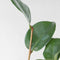 Plant in a Box - Mix van 6 Camellia Japonica - Winterharde Japanse Rozen - Rood,wit,roze - Pot 9cm - Hoogte 25-40cm