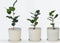 Plant in a Box - Mix van 6 Camellia Japonica - Winterharde Japanse Rozen - Rood,wit,roze - Pot 9cm - Hoogte 25-40cm