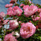 Plant in a Box - Mix van 6 Camellia Japonica - Winterharde Japanse Rozen - Rood,wit,roze - Pot 9cm - Hoogte 25-40cm
