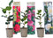 Plant in a Box - Mix van 6 Camellia Japonica - Winterharde Japanse Rozen - Rood,wit,roze - Pot 9cm - Hoogte 25-40cm